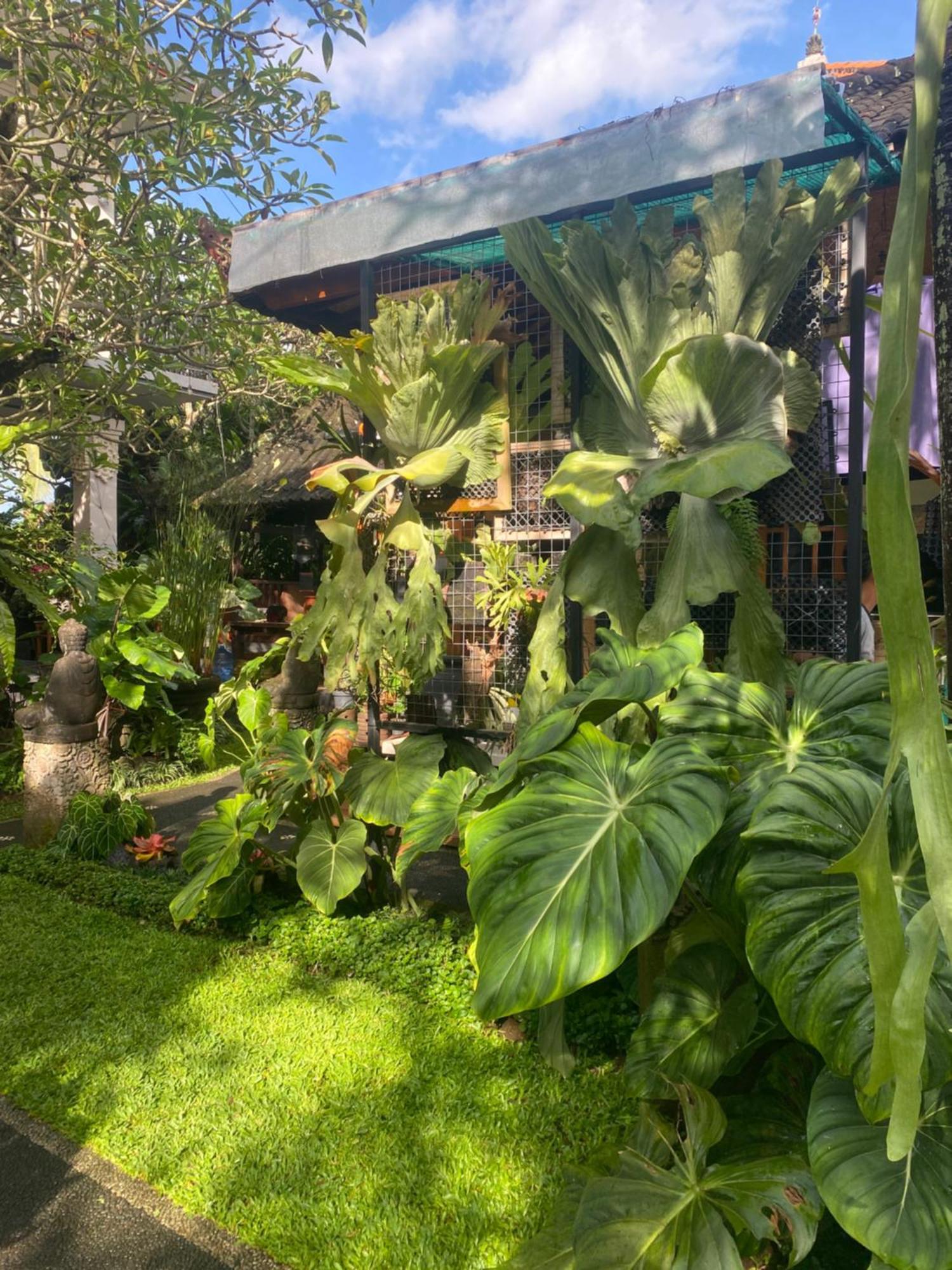 乌布 苏雅蒂娜旅馆酒店 外观 照片